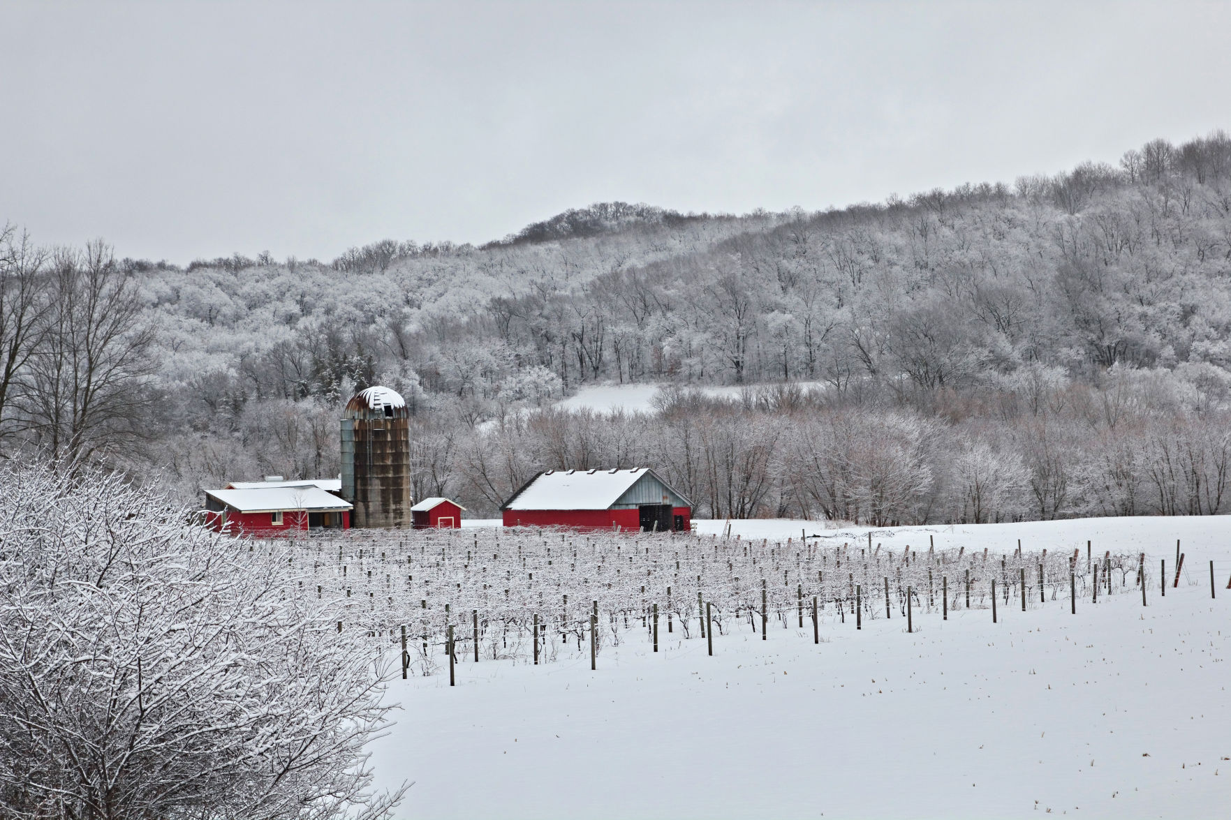 Winter in the vineyard